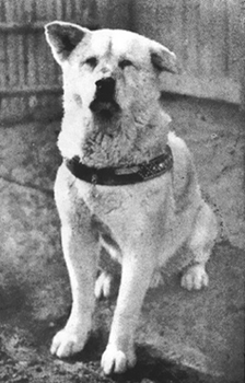 Gerçek Hachiko Gerçek Hachiko