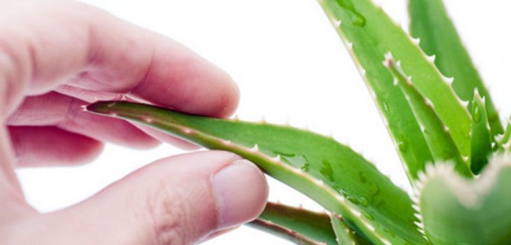 Çeşitli ev yüz maskeleri ve aloe saçları