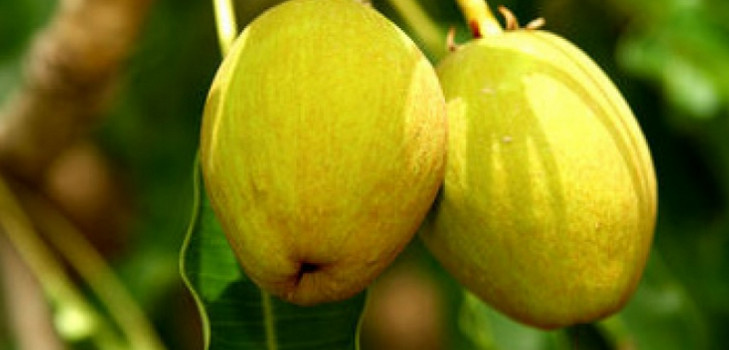 Shea yağı bulunan losyon ve kalın vücut yağı