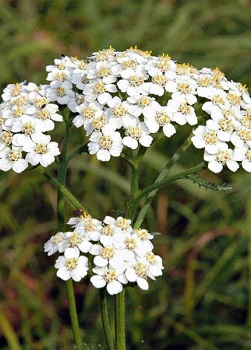 Yarrow Koleksiyonunun Dekrosyonu