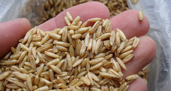 Aterosklerozun halk ilaçlarıyla tedavisi