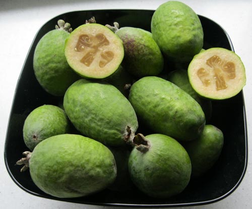 Feijoa - feijoa'nın faydalı özellikleri, yararları ve zararları
