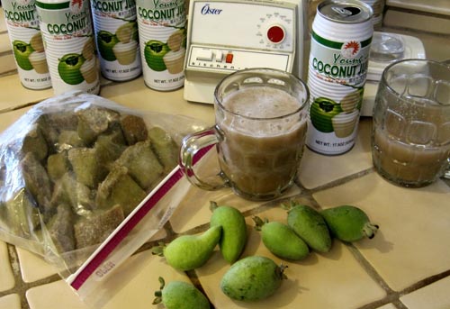Feijoa - feijoa'nın faydalı özellikleri, yararları ve zararları