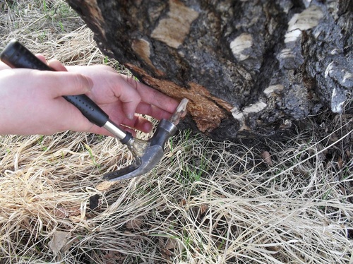 Huş ağacı tohumunu toplama - talimatlar ve ipuçları