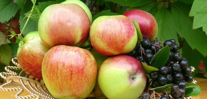 Elma ağacını yeşil olduğu sürece sallamayın: Apple Savior'u kutlama zamanı