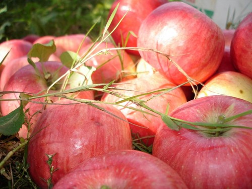 Elma ağacını yeşil olduğu sürece sallamayın: Apple Savior'u kutlama zamanı
