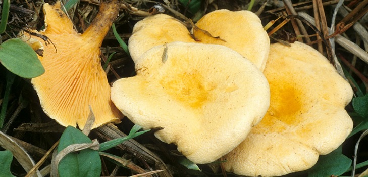 Yalancı chanterelle