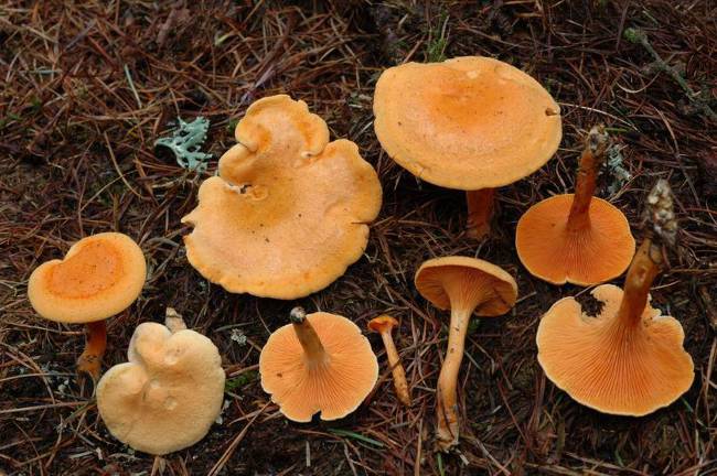 Yalancı chanterelle