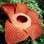 Alışılmadık çiçekler - rafflesia