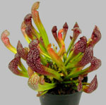 Olağandışı çiçekler - sarracenia