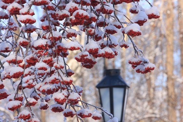 Petersburg'da Hava Kalitesi Aralık 2016 ve Yılbaşı için - St. Petersburg ve Leningrad Bölgesi Hidrometeoroloji Merkezi'nden doğru tahmin