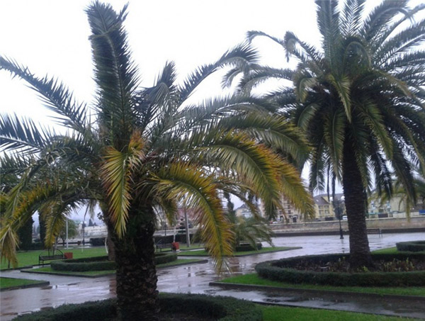 Aralık 2016'da Soçi hava durumu - Hydrometeorological Center'dan su ve hava sıcaklığının doğru tahmini