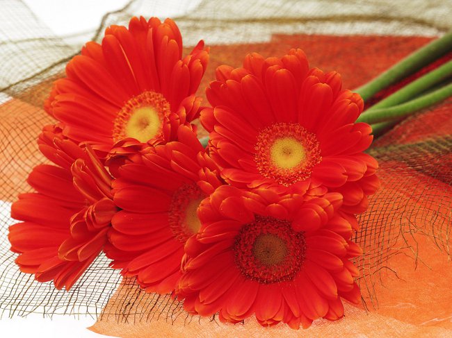8 Mart ayetinde tebrikler 8 Mart ayetinde tebrikler