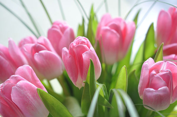 Senaryo 8 Mart