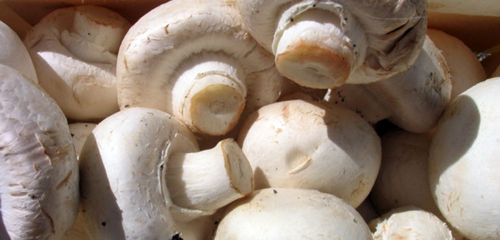 Evde büyüyen champignons