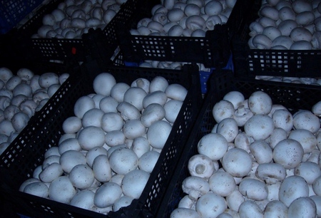 Evde büyüyen champignons
