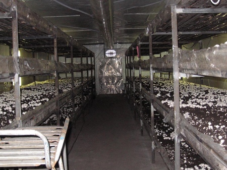 Evde büyüyen champignons