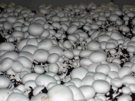 Evde büyüyen champignons