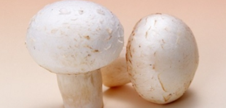 mantar champignons