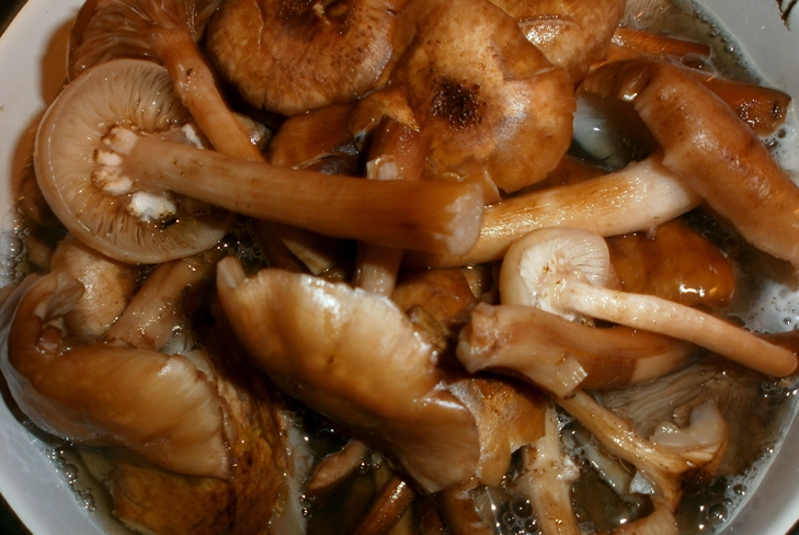 Kış için bal agarics nasıl korunur - Fotoğraf Muhafaza Reçete