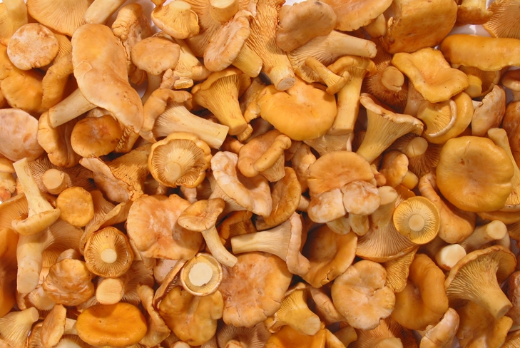 Fırında kış için chanterelles nasıl kurutulur, böylece acı olmaz