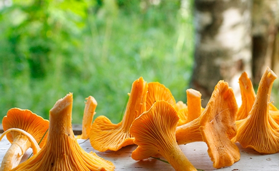 Fırında kış için chanterelles nasıl kurutulur, böylece acı olmaz