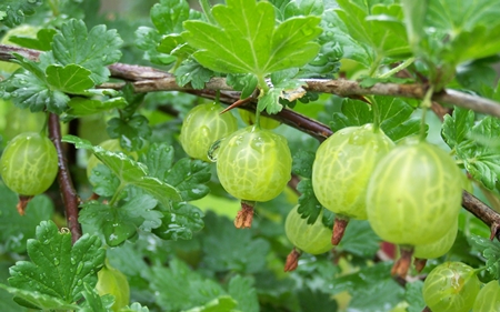 Kestane kerevitleri için kestane ağacı nasıl kapatılır