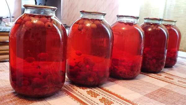 Chokeberry ashberry'den komposto