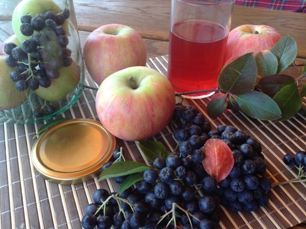 Chokeberry ashberry'den komposto