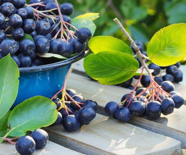 Chokeberry ashberry'den komposto