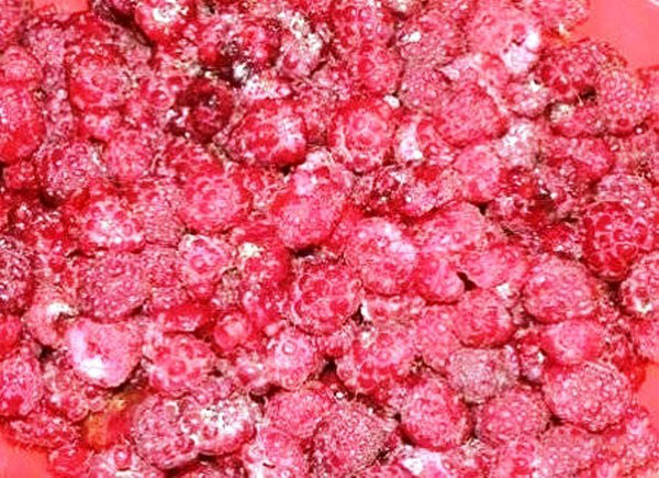 Ahududularla pişirmeden kış için şeker, Pyatiminutka, dondurucuda. Şeker ile rendelenmiş taze ahududanlar için reçete