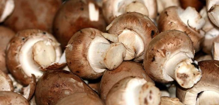 birçok champignons