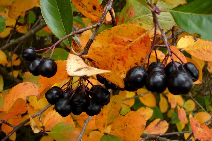 Kış için kullanışlı boşluklar: chokeberry ashberry'den şurup