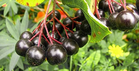 Kış için kullanışlı boşluklar: chokeberry ashberry'den şurup