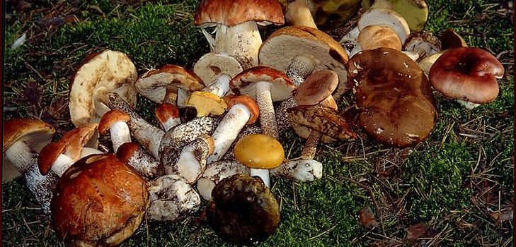 Kurutulmuş mantardan çorba tarifi, yararlı özellikleri