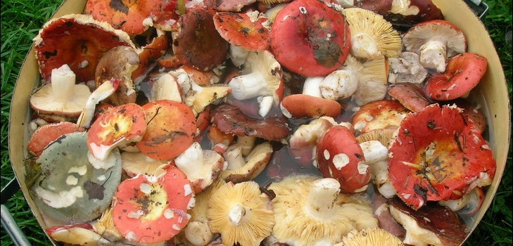 Çavdar: basit ve lezzetli yemek tarifleri