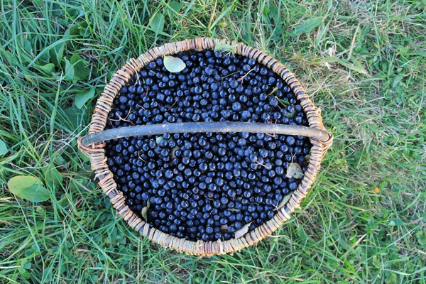 Siyah chokeberry'den sıkışma