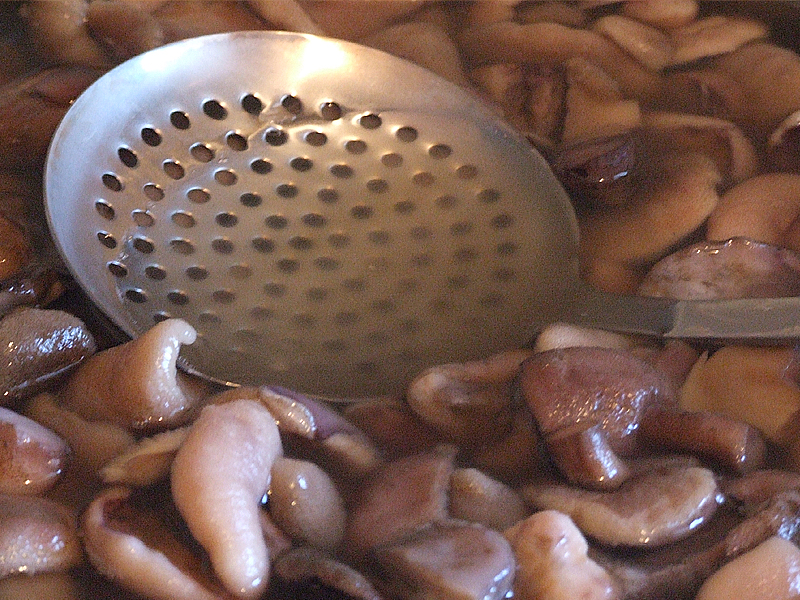 Yağlı kütük
