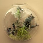 Florarium: İç mekanların orijinal dekorasyonu