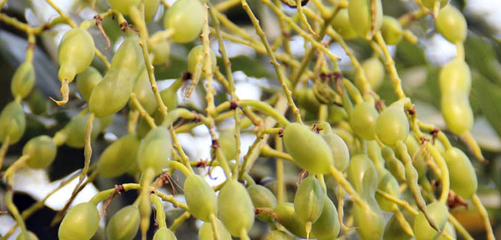 Japon Sophora Nedir? Tıbbi özellikleri ve uygulaması