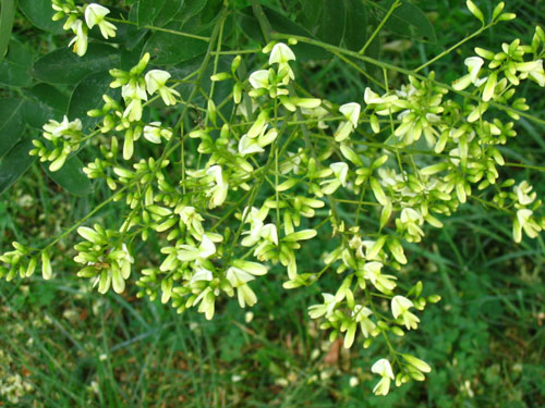 Japon Sophora Nedir? Tıbbi özellikleri ve uygulaması