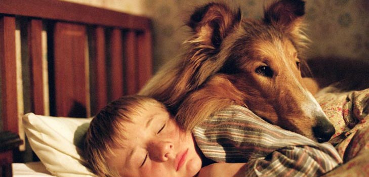 Köpek hastalıkları insanlar için tehlikelidir