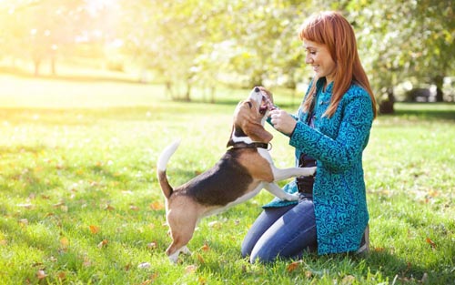Köpek hastalıkları insanlar için tehlikelidir
