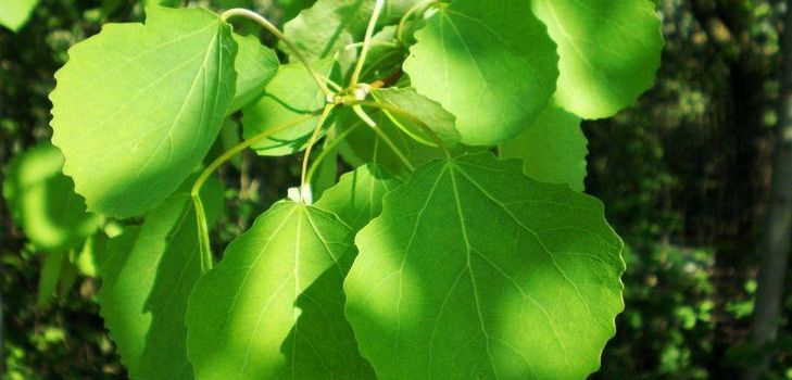 Aspen kabuğunun iyileştirici özellikleri