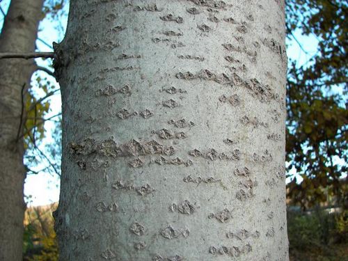 Aspen kabuğunun iyileştirici özellikleri