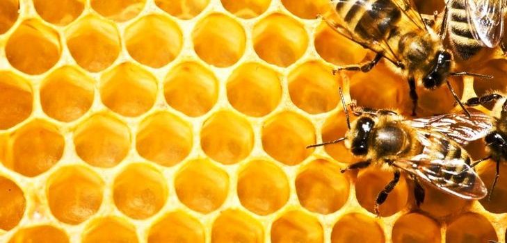 Propolis tentürü - bir iyileştirici ajan
