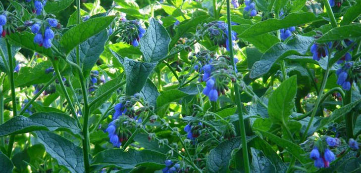 Comfrey officinalis: Comfrey'in uygulama ve tıbbi özellikleri