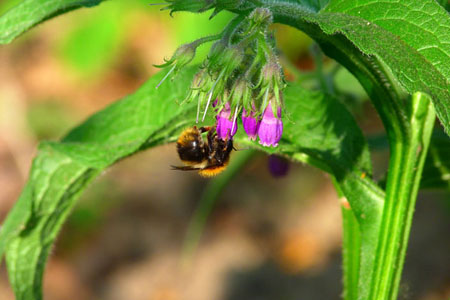Comfrey officinalis: Comfrey'in uygulama ve tıbbi özellikleri