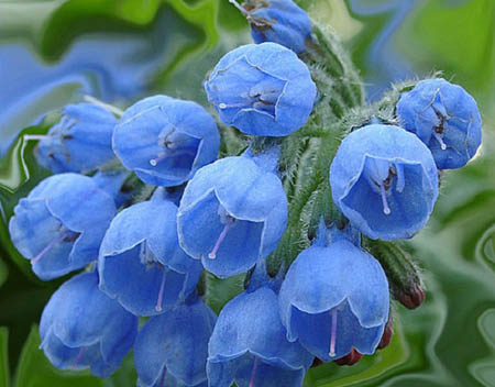 Comfrey officinalis: Comfrey'in uygulama ve tıbbi özellikleri