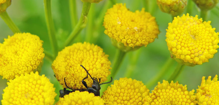 Tansy: tıbbi özellikler, halk hekimliğinde uygulama